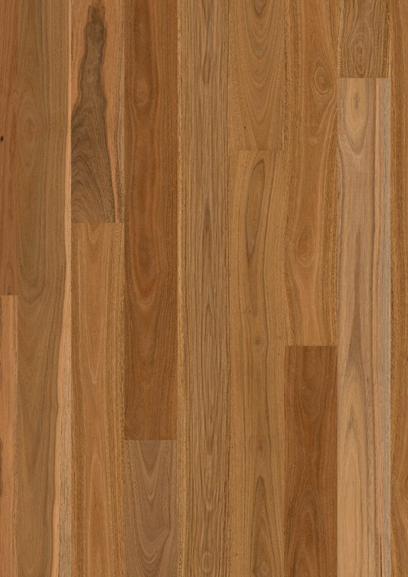 Parket | Spotted gum 1 strip high sheen